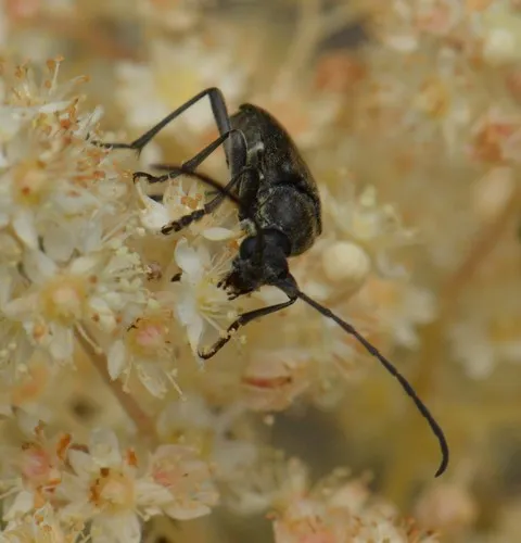 Lepturopsis dolorosa