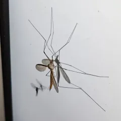 Tipula sayi thumbnail 4