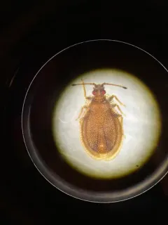Acalypta saundersi thumbnail 2