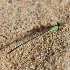 Vesper Bluet thumbnail 3
