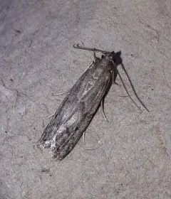 Dried Fruit Moth thumbnail 4