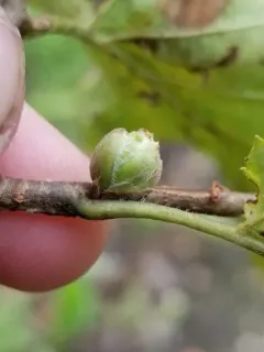 Filbert Bud Mite thumbnail 3