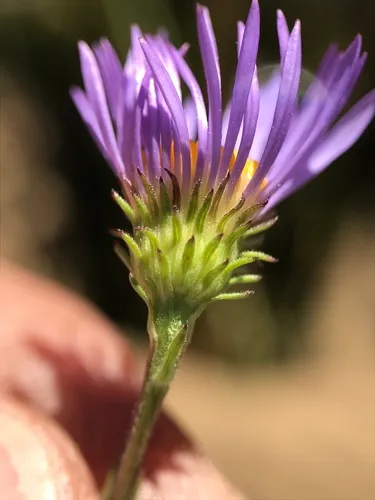 subalpine aster