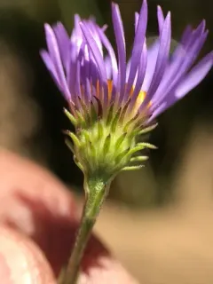 subalpine aster thumbnail 1