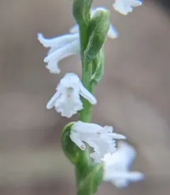 Little Ladies' Tresses thumbnail 3