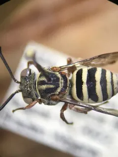 Dwarf Cellophane-cuckoo Bee thumbnail 2