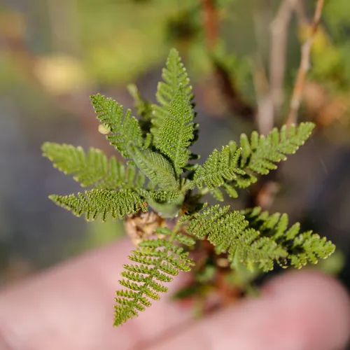 fernbush