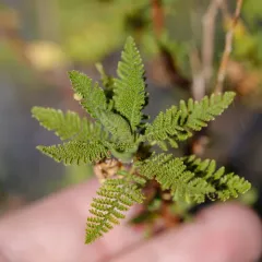 fernbush thumbnail 1