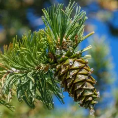 limber pine thumbnail 1