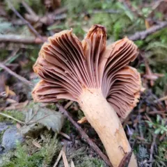 Woolly Pine Spike thumbnail 1