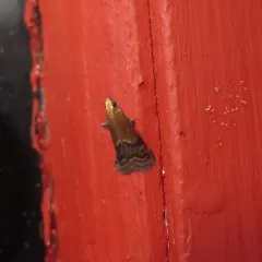 Broad-banded Eulogia Moth thumbnail 4