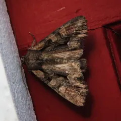 Speckled Cutworm Moth thumbnail 2