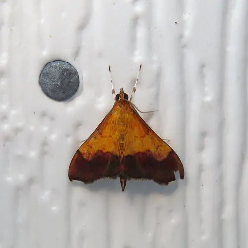 Bicolored Pyrausta Moth