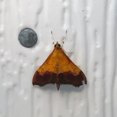 Bicolored Pyrausta Moth thumbnail 1