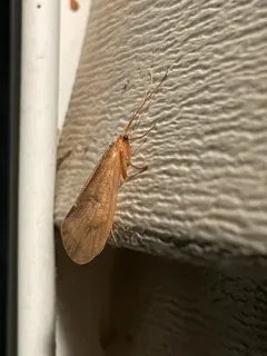 Onocosmoecus unicolor thumbnail 2