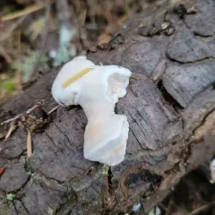 Pink Sherbet Polypore thumbnail 1