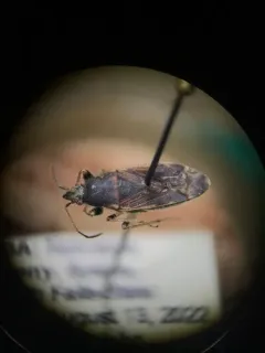 Zeridoneus costalis thumbnail 4