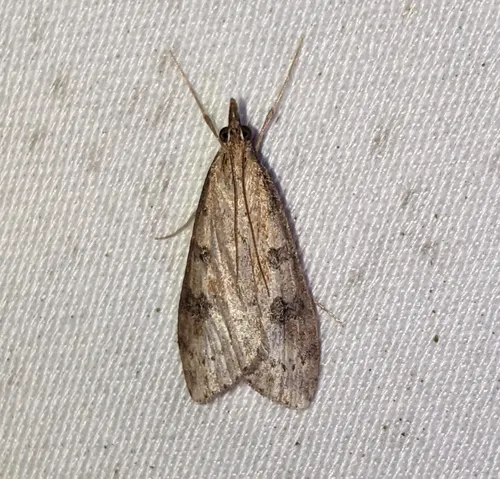 Udea turmalis
