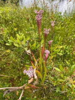 white pitcher plant thumbnail 3