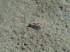 Euxoa wilsoni thumbnail 2