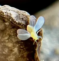Greenhouse Whitefly thumbnail 3