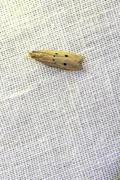 Helcystogramma melanocarpa thumbnail 4