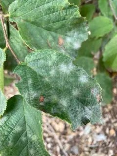Erysiphe coryli-americanae thumbnail 4