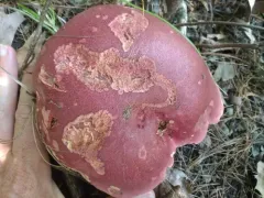 Boletus carminiporus thumbnail 4