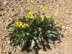 Olympic Mountain Ragwort thumbnail 4