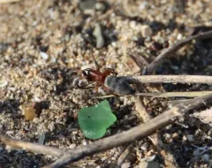 Sergiolus decoratus thumbnail 2