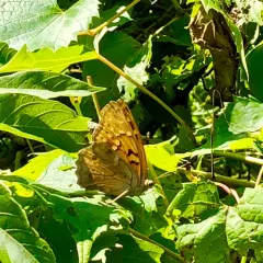 Tawny Emperor thumbnail 3