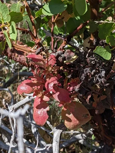 Exobasidium arctostaphyli