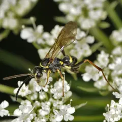 Ceropales maculata thumbnail 4