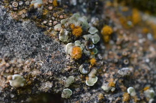 Alyxoria mougeotii