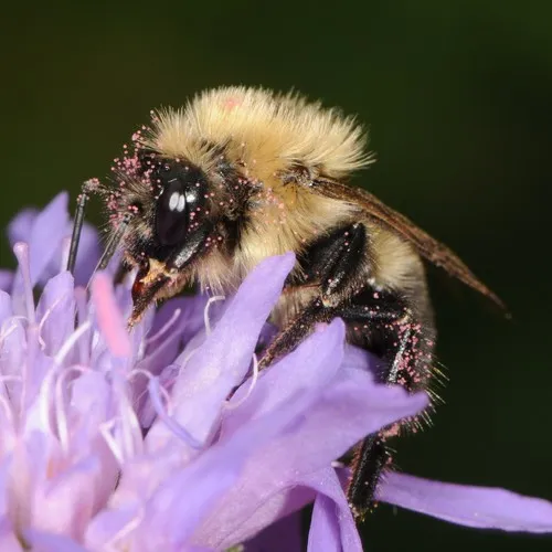 Two-spotted Bumble Bee