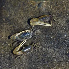 Mud Fiddler Crab thumbnail 2