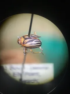 Black Leaf-leg thumbnail 3