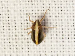 Bruchomorpha dorsata thumbnail 3