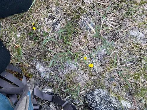 forked cinquefoil