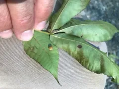 Caryomyia tuberidolium thumbnail 3