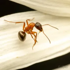 New World Red Bearded Ant thumbnail 2
