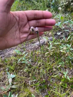 Tall Bitter Fleabane thumbnail 3