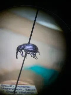 sunflower headclipping weevil thumbnail 2