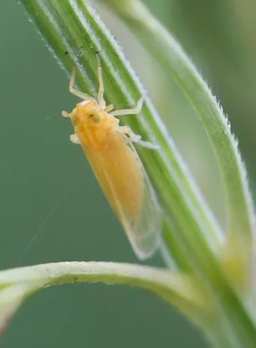 Prokelisia crocea