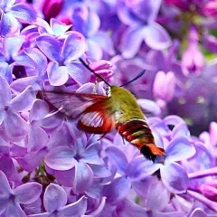 Slender Clearwing thumbnail 4