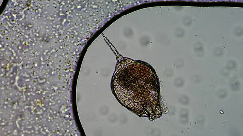 Lecane quadridentata