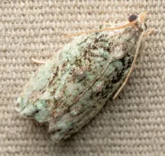 Maple Bud Borer Moth thumbnail 4