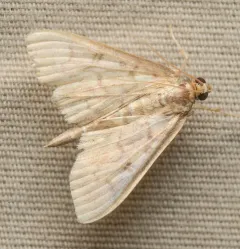 Bold-feathered Grass Moth thumbnail 4