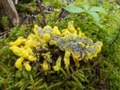 Badhamia lilacina thumbnail 2