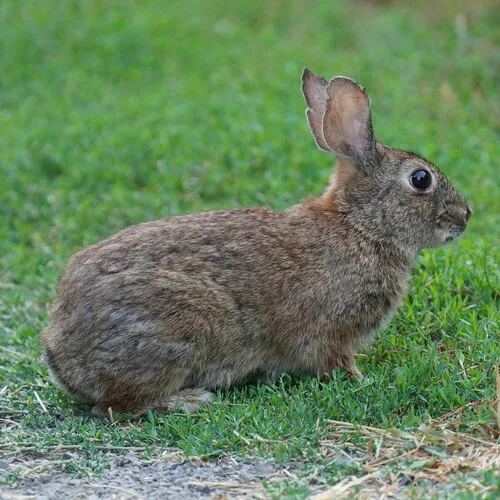 Brush Rabbit
